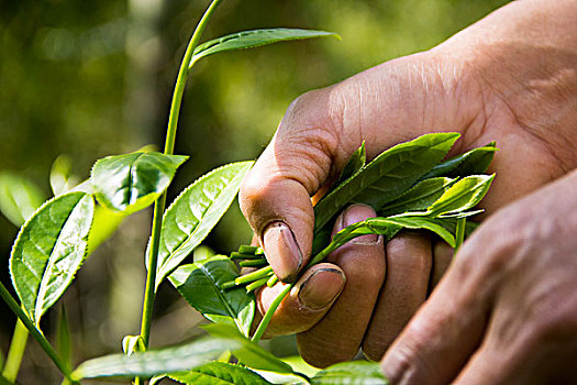 粗糙手采摘一根新鲜茶叶干茶叶茶农