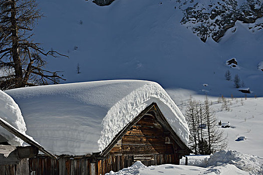 自然,冬季风景,树,初雪