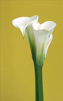马蹄莲属,两个,白花