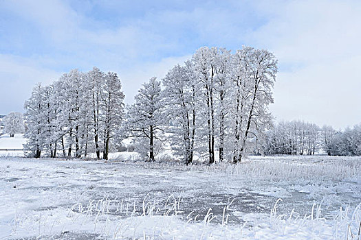 风景,冰冻,普通,桤木,普通赤杨,树,冬天,普拉蒂纳特,巴伐利亚,德国