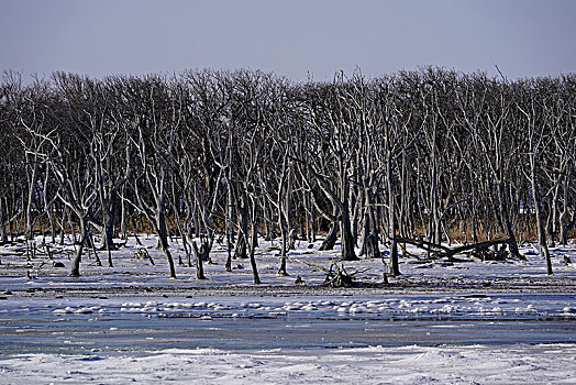 死,背影,橡树,北海道,日本