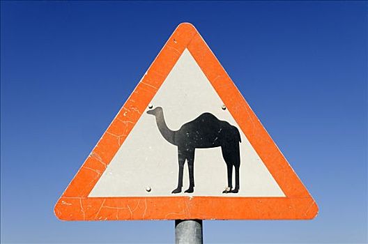 骆驼,警告,交通标志,阿曼苏丹国,阿拉伯,中东