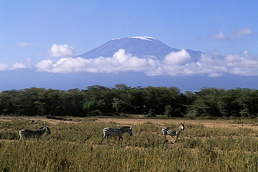 肯尼亚,安伯塞利国家公园,斑马,山,乞力马扎罗山,背景