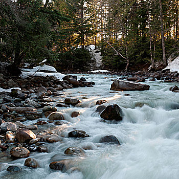 河,流动,树林,惠斯勒,不列颠哥伦比亚省,加拿大