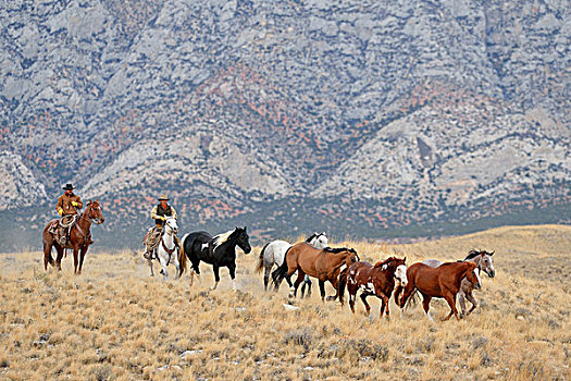 牛仔,放牧,马,荒野,落基山脉,怀俄明,美国