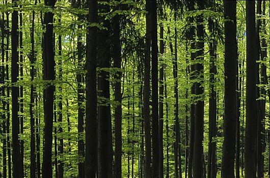 山毛榉,树林,时间,巴伐利亚森林,巴伐利亚,德国