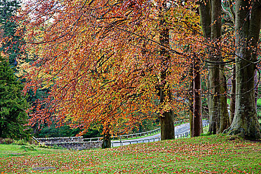 秋色,旁侧,道路,诺森伯兰郡,英格兰