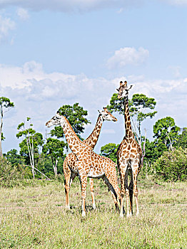 长颈鹿,马赛长颈鹿,马赛马拉野生动物园,肯尼亚,非洲,大幅,尺寸