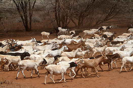 羊群,热带草原,北方,肯尼亚