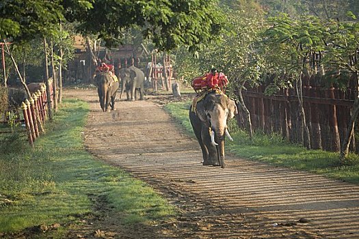 大象,大城府,泰国
