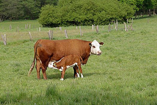 母牛,吸吮,幼兽,草场,下萨克森,德国,欧洲