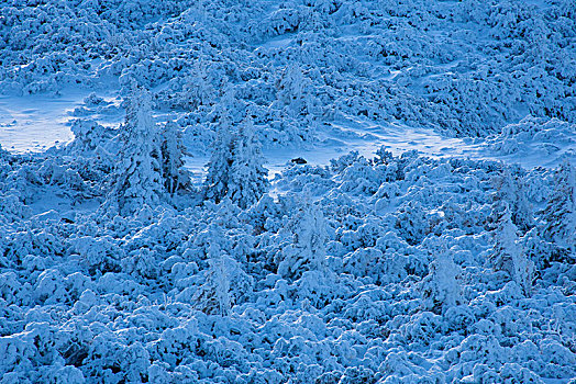冬日树林,高山,巴伐利亚阿尔卑斯山,上巴伐利亚,巴伐利亚,德国