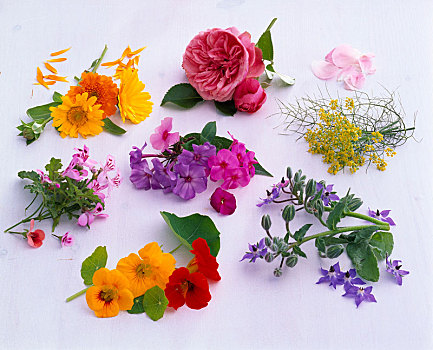 食用花卉,金盏花,万寿菊,粉色,玫瑰