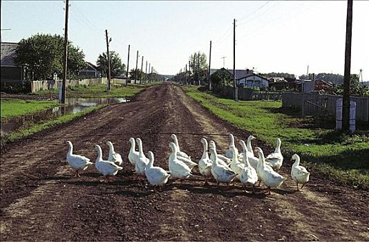 鹅,鸟,乡村,道路,西伯利亚,俄罗斯,动物,牲畜