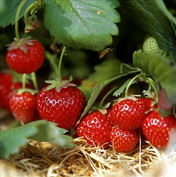 成熟,草莓,植物