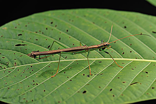 竹节虫,雌性,山,国家公园,婆罗洲,马来西亚