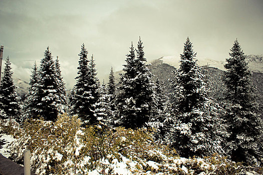 公路318雪山草地山谷云朵雪松圣诞高原静谧
