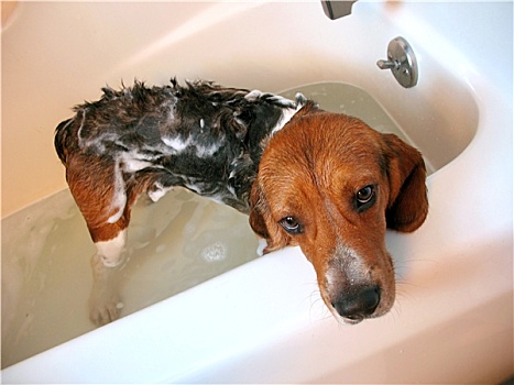 狗,沐浴