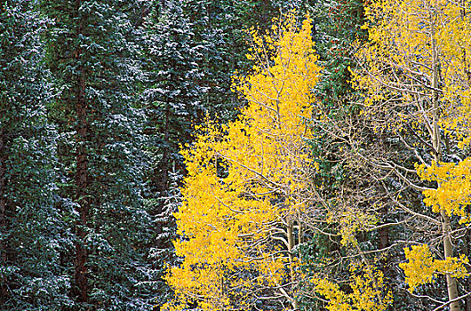 亮光,雪,迟,秋天,白杨,松树,圣胡安山,安肯帕格里国家森林,科罗拉多