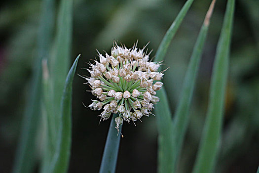 蔬菜植物