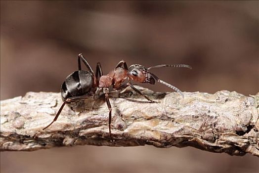 蚂蚁,棕色林蚁,岛屿,波罗的海,丹麦