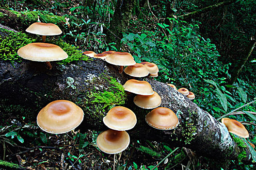 蘑菇,芽,腐烂,原木,京那巴鲁山,国家公园,马来西亚