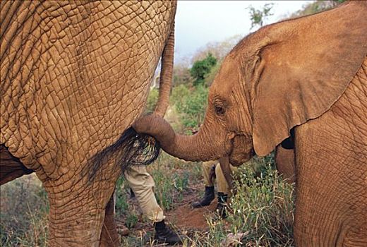非洲象,拿着,尾部,东察沃国家公园,肯尼亚