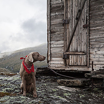 魏玛犬,猎狗,红色,围巾,坐,正面,老,木屋,山,挪威,欧洲