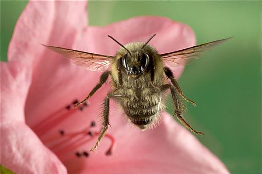 大黄蜂,熊蜂,飞,摄影,收集,花蜜,东北方,俄勒冈