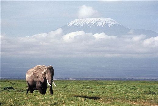 非洲象,雄性,背景,坦桑尼亚