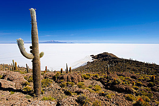巨大,仙人掌,正面,盐湖,乌尤尼,玻利维亚,南美