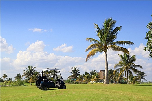 高尔夫球场,热带,棕榈树,墨西哥