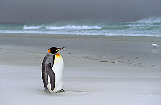 帝企鹅,休息,风暴,天气,沙暴,海滩,自愿角,捕鱼,南极,福克兰群岛