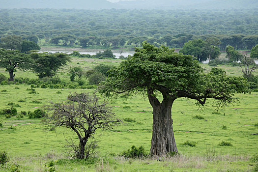 非洲,大草原,夏天,野生,旅游,坦桑尼亚,卢旺达,博茨瓦纳,肯尼亚