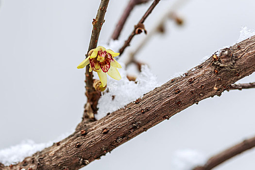 雪中的腊梅