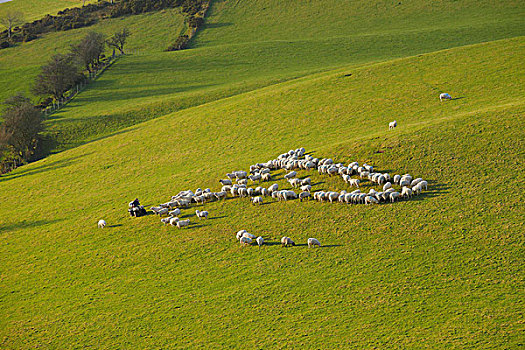 家羊,成群,农民,线组,山坡,草场,波厄斯郡,威尔士,英国,欧洲
