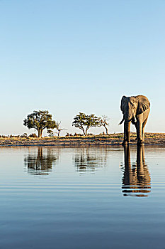 非洲,博茨瓦纳,乔贝国家公园,非洲象,站立,边缘,水潭,萨维提,湿地