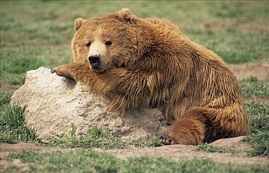 疲倦,棕熊,休息,石头