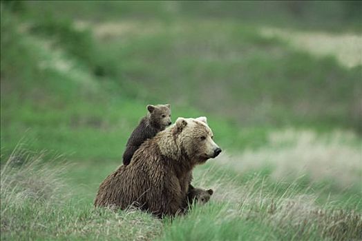 大灰熊,棕熊,雌性,坐,背影,阿拉斯加