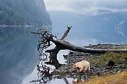 灵熊,黑熊,母熊,黑色,幼兽,不列颠哥伦比亚省,海岸,加拿大