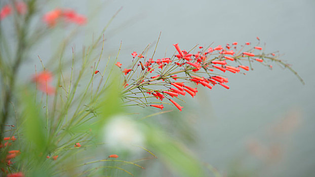 植物,花