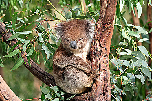 树袋熊,成年,树,澳大利亚