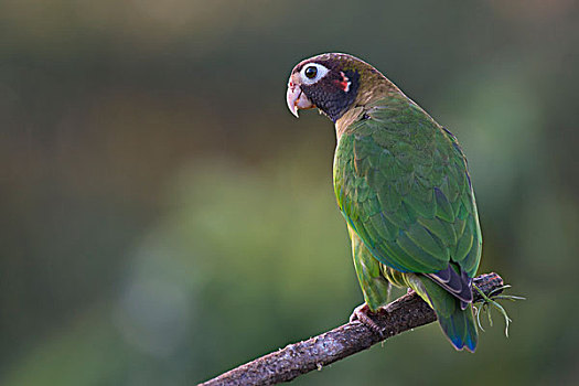 鹦鹉,栖息,树枝,雄性,省,哥斯达黎加,北美