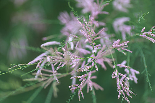 植物