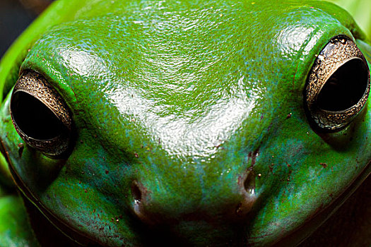 树蛙,脸