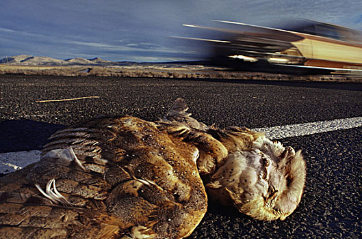 仓鸮,死,汽车,撞击,国家野生动植物保护区,加利福尼亚