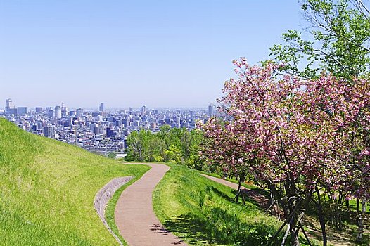 道路,一对,樱花,札幌