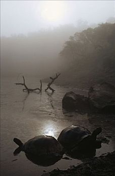 加拉帕戈斯巨龟,加拉帕戈斯象龟,一对,下雨,季节,水塘,阿尔斯多火山,伊莎贝拉岛,加拉帕戈斯群岛,厄瓜多尔