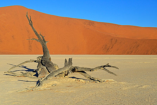 死,骆驼,刺,长颈鹿,刺槐,晚上,亮光,死亡谷,索苏维来地区,纳米比诺克陆夫国家公园,纳米布沙漠,纳米比亚,非洲