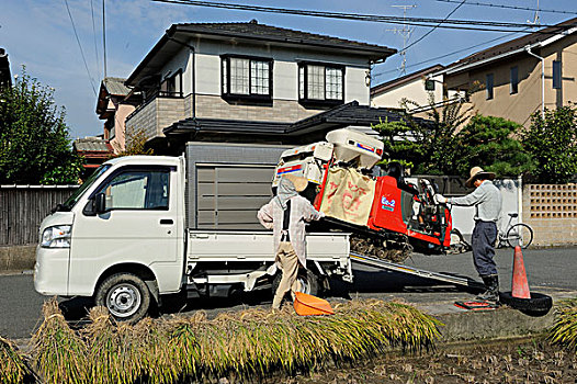 稻米,农民,装载,联合收割机,靠近,京都,日本,亚洲